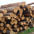 Управление имущественных отношений Администрации ЗАТО Северск сообщает о проведении аукциона по реализации древесины 15.04.2021
